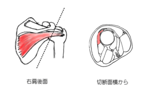 棘下筋