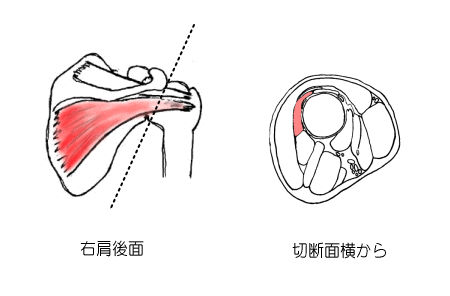 棘下筋