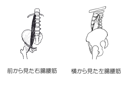 腸腰筋