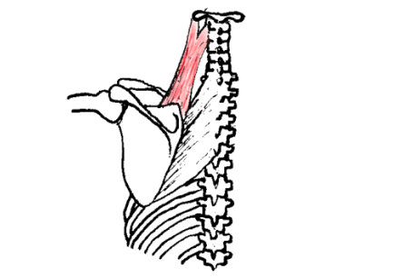 肩甲挙筋