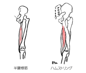 半腱様筋