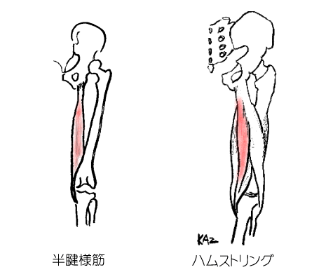 半腱様筋