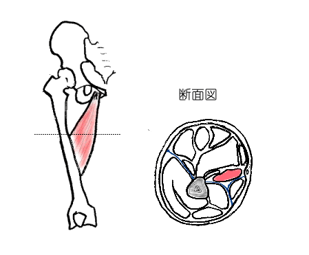 長内転筋