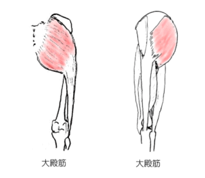 大殿筋