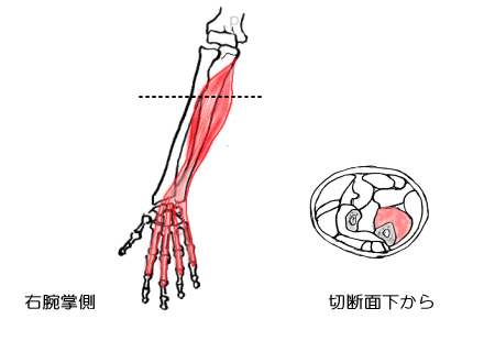 深指屈筋