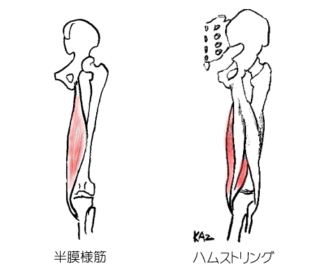 半膜様筋