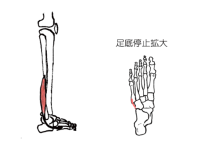 短腓骨筋