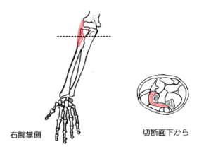 回外筋