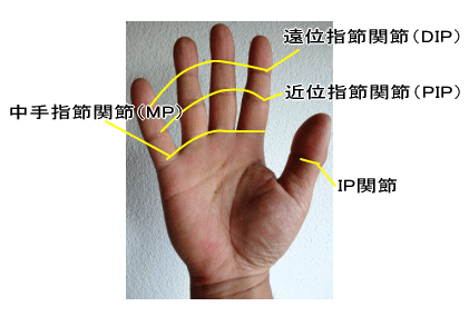 手の関節