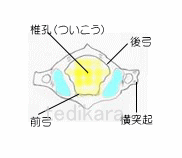 第一頚椎C-1（環椎）