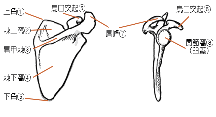 肩甲骨