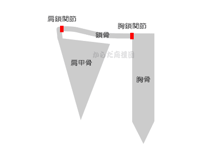 胸骨・鎖骨・肩甲骨