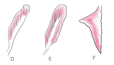 腱の違いによる筋の分類