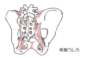 骨盤の靭帯