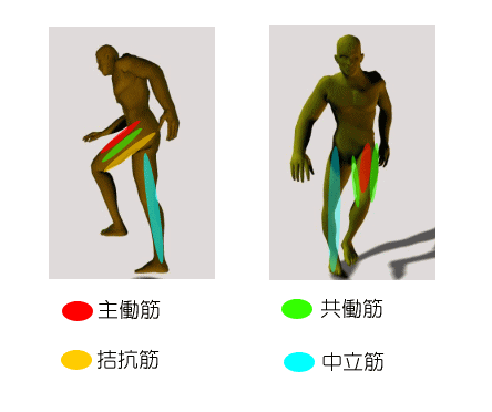 主働筋・拮抗筋・共同筋・中立筋