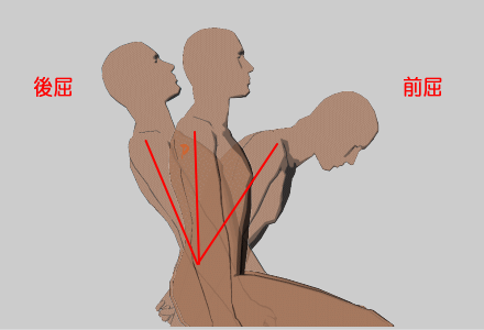 胸腰部の前屈・後屈可動域