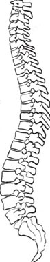 人の脊椎