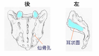 仙骨