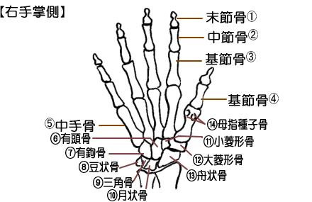 手の骨