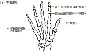 手の関節