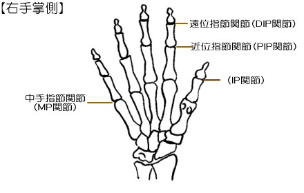 手の関節