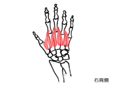 手の背側骨間筋